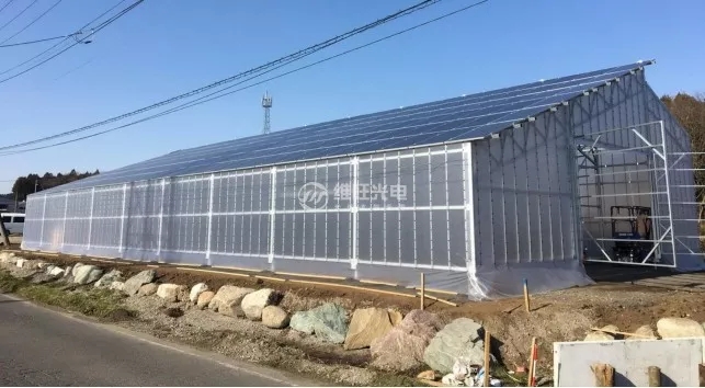 維旺光電“農業大棚光伏支架”實景案例