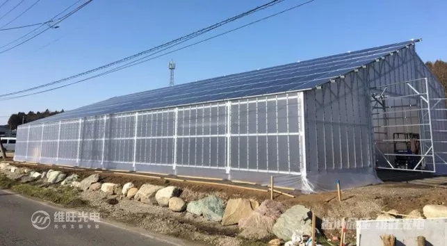 ▲ 維旺光電“農業大棚光伏支架”實景案例